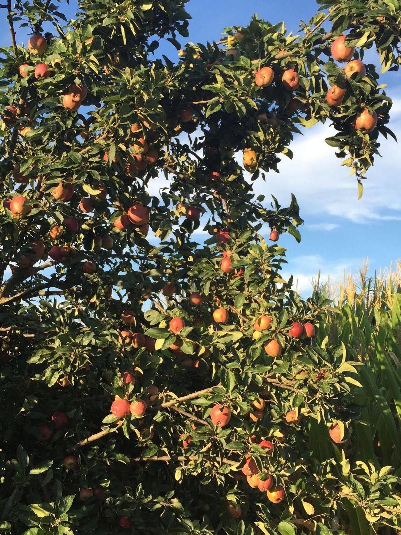 Frutteto Dei Babbi Villa Capannori Bagian luar foto
